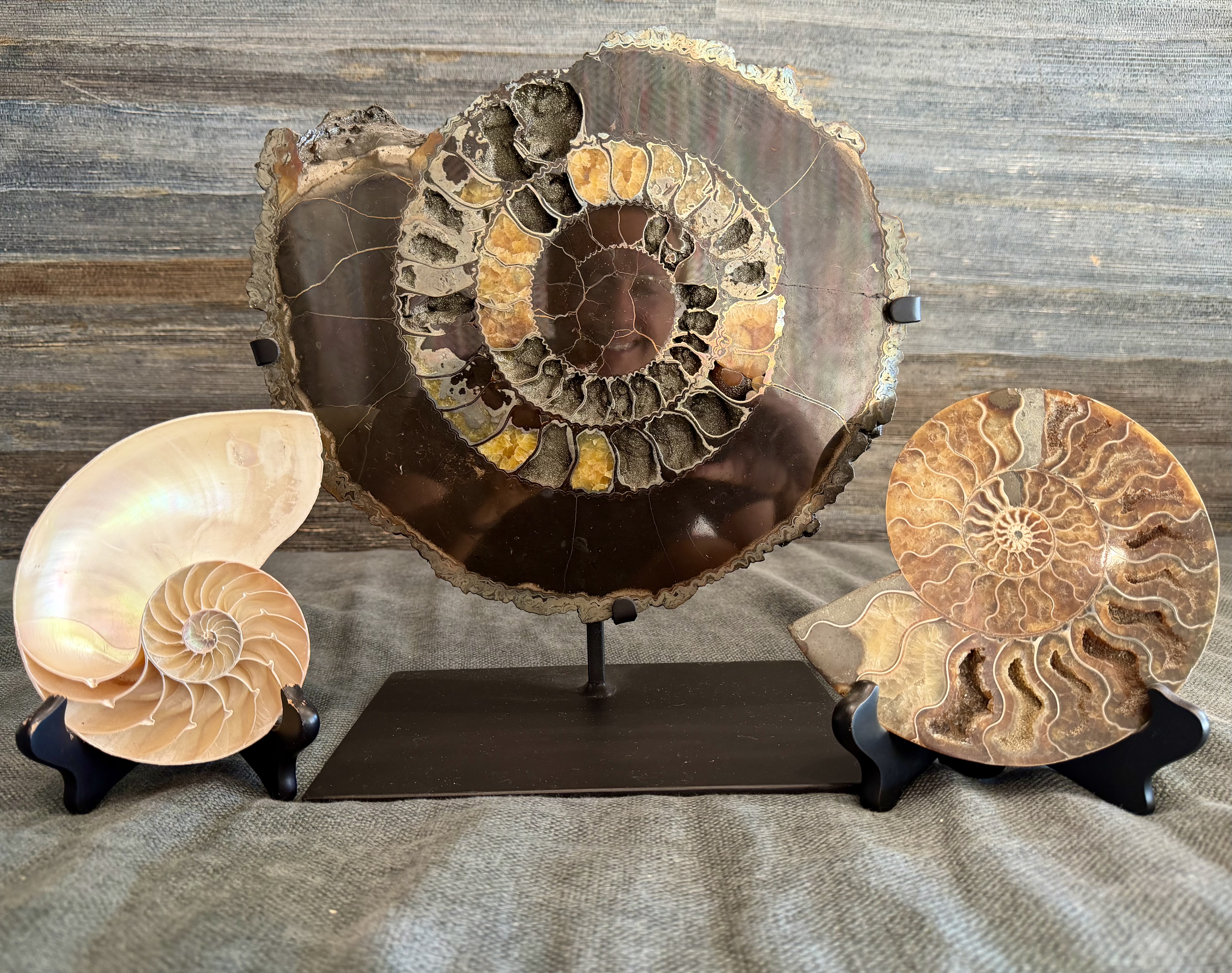 Pyrite Ammonite